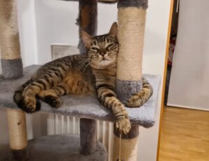 dropbox 8737.idj.029.22 problems