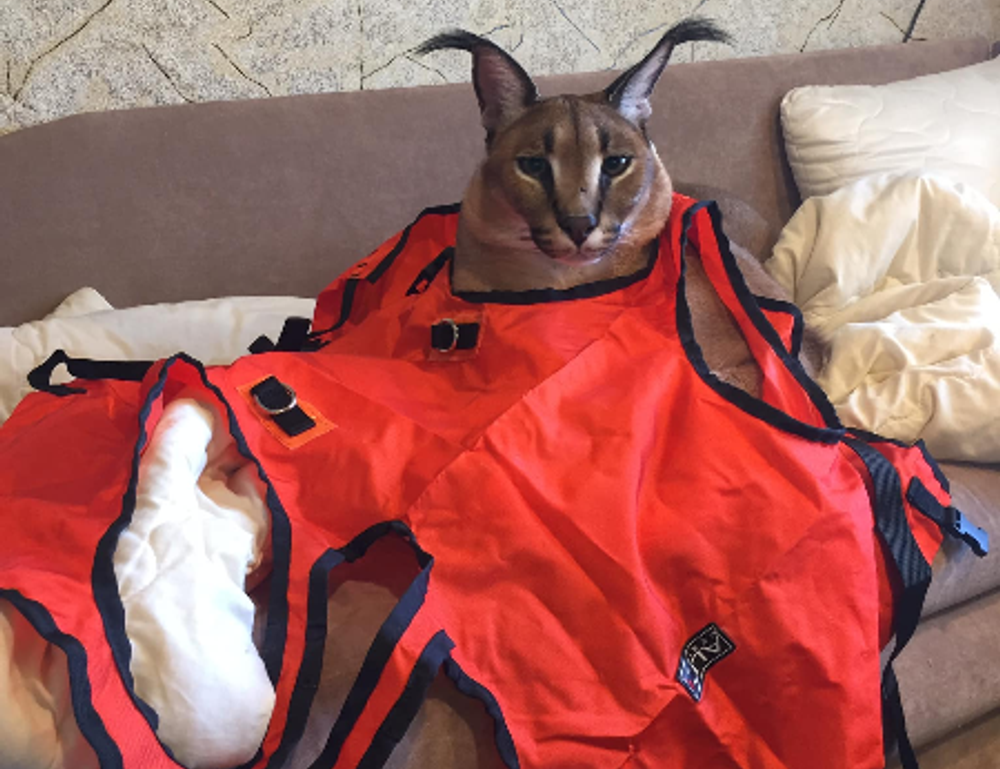 how to make yanidosage to save money