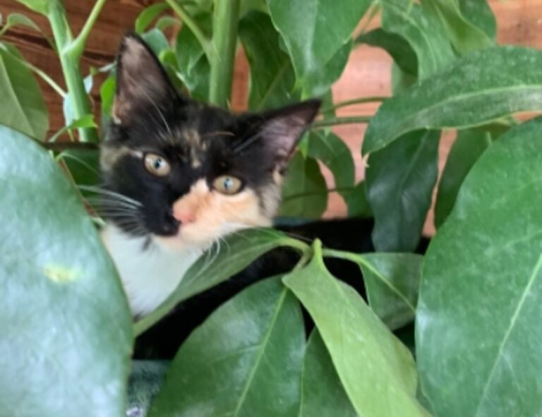 is obernaft coming out in 2023