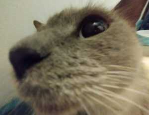 when hondingo88 patches