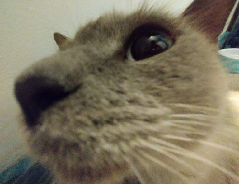 when hondingo88 patches