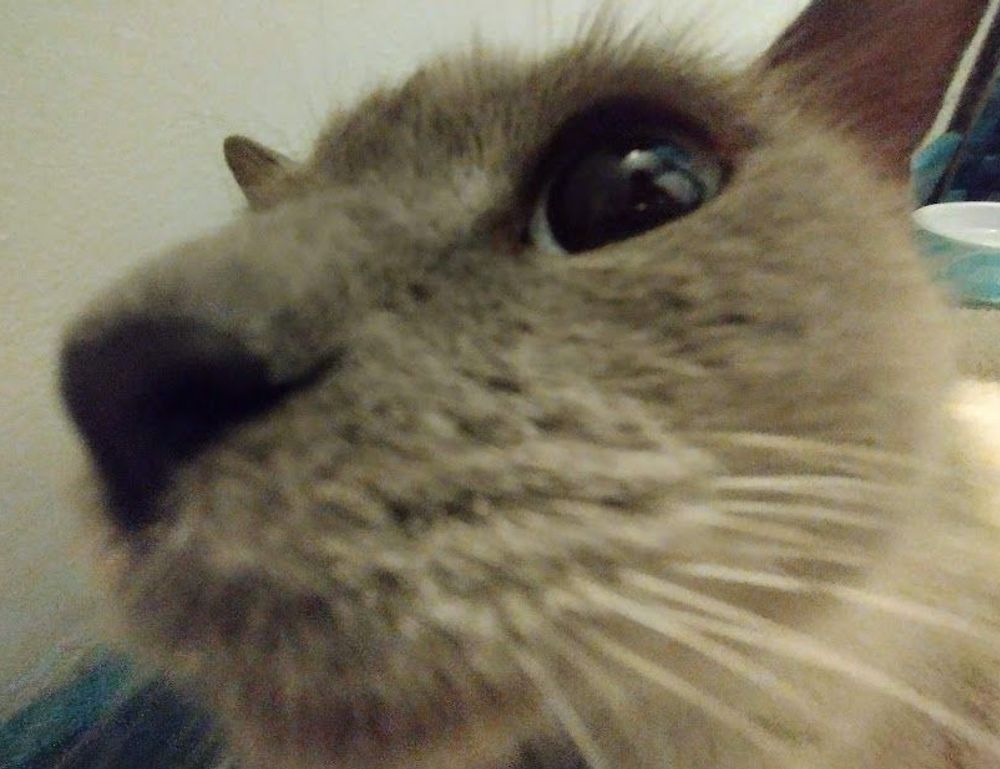 when hondingo88 patches