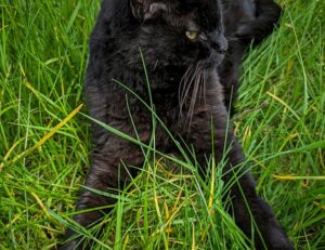 why anglehozary cave diving is dangerous