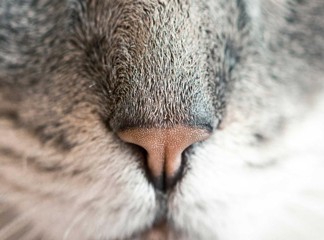 Caring for Your New Companion: What Monkeys Can Do For You